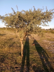 Geoffroea decorticans