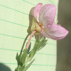 Oenothera canescens