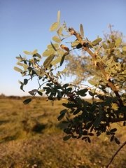 Geoffroea decorticans