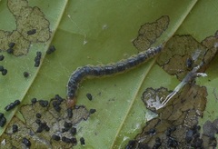 Eulepte gastralis