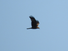 Milvus migrans