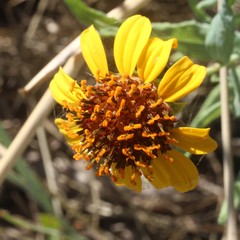 Helianthus ciliaris