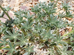 Lupinus excubitus