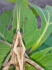 Xyleus discoideus rosulentus