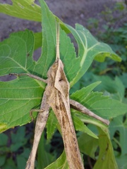 Xyleus discoideus rosulentus