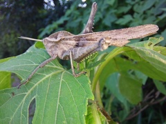 Xyleus discoideus rosulentus