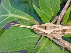 Xyleus discoideus rosulentus