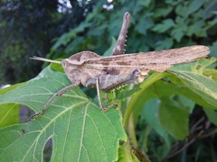 Xyleus discoideus rosulentus