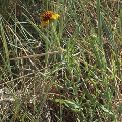 Helianthus ciliaris