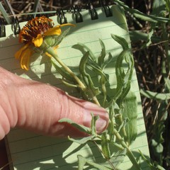 Helianthus ciliaris