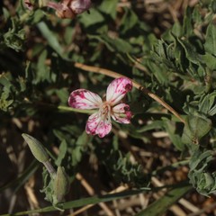 Oenothera canescens