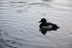 Aythya fuligula
