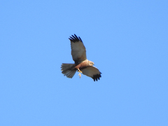 Circus aeruginosus