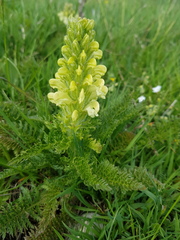 Pedicularis comosa
