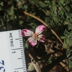 Oenothera canescens