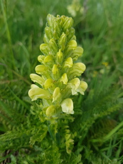 Pedicularis comosa