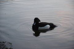 Aythya fuligula