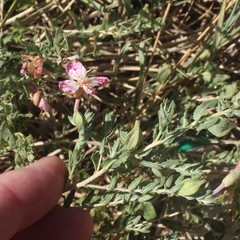 Oenothera canescens