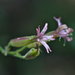 Bridges' Catchfly - Photo (c) 2011 Steven Thorsted, some rights reserved (CC BY-NC)