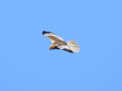 Circus aeruginosus