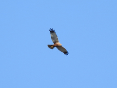 Circus aeruginosus