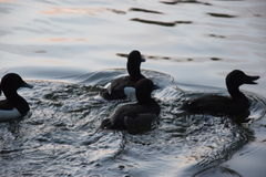 Aythya fuligula