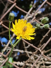 Osmia latreillei