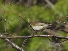 Phylloscopus trochilus