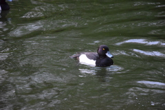Aythya fuligula