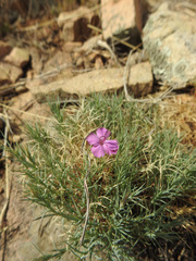 Dianthus nardiformis