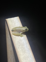 Smilisca baudinii