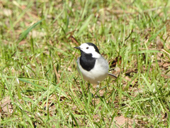 Motacilla alba