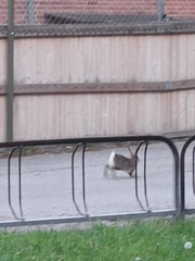 Oryctolagus cuniculus