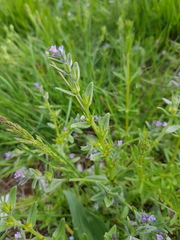 Buglossoides incrassata permixta