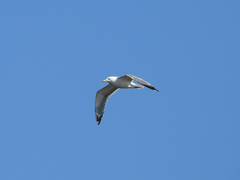 Larus
