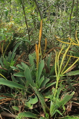 Goudaea chrysostachys