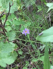 Sisyrinchium montanum