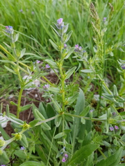 Buglossoides incrassata permixta