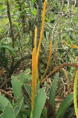 Goudaea chrysostachys