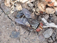 Miltogramma aurifrons