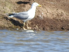 Larus cachinnans