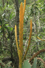 Goudaea chrysostachys