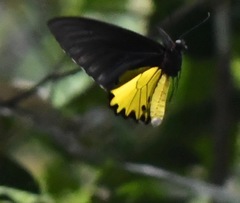 Troides helena cerberus