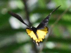 Troides helena cerberus