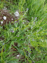 Buglossoides incrassata permixta