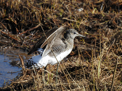 Tringa ochropus
