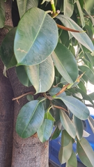 Ficus elastica