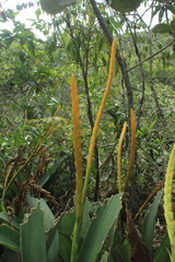 Goudaea chrysostachys