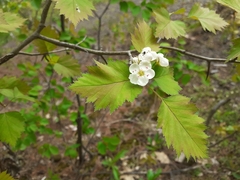 Crataegus fluviatilis
