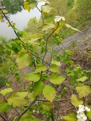 Crataegus fluviatilis